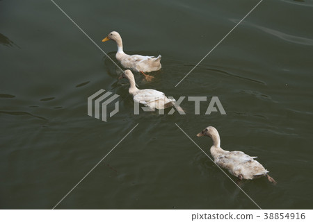 龍潭湖公園水鳥 龍潭湖公園水鳥 38854916