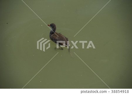 龍潭湖公園水鳥 龍潭湖公園水鳥 38854918