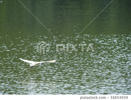 龍潭湖公園水鳥 38854939