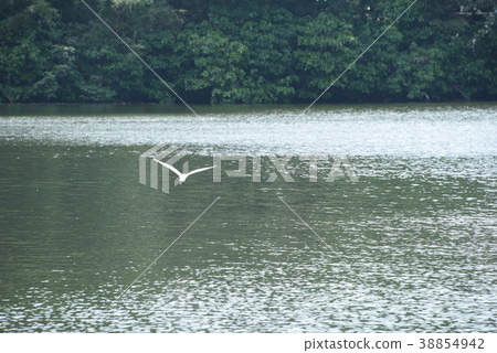 龍潭湖公園水鳥 38854942