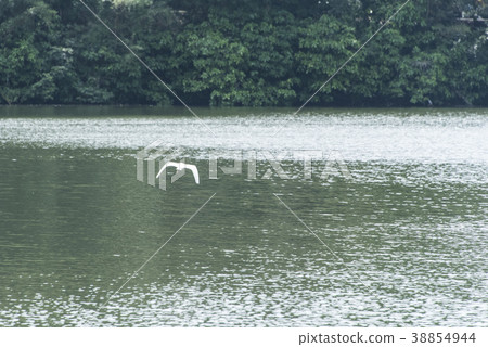 龍潭湖公園水鳥 38854944