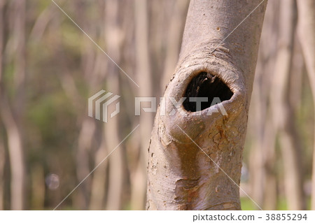 hole hole 38855294