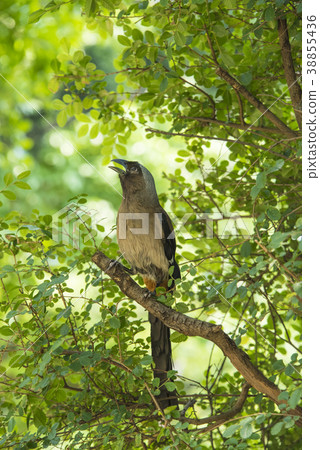 樹鵲 樹鵲 38855436