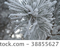 Beautiful close up photo of frosty plant 38855627