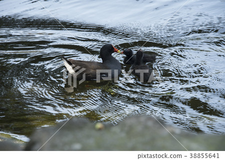 紅冠水雞育雛 38855641