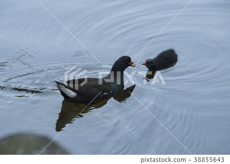 紅冠水雞育雛 紅冠水雞育雛 38855643