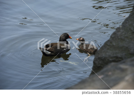 紅冠水雞育雛 38855656