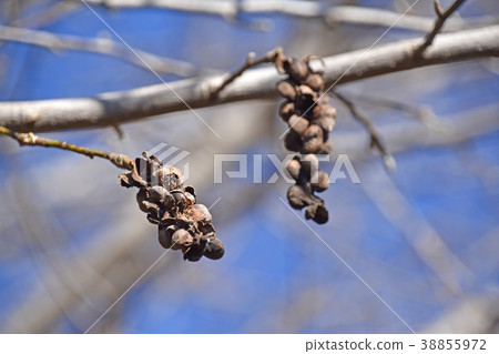 Kobushi的死殼（1月） 38855972