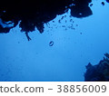 海泡沫 38856009