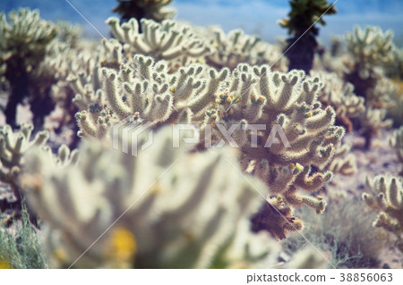 Cactus Cactus 38856063