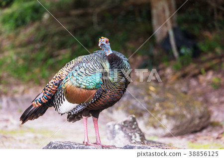 Turkey in Guatemala 38856125