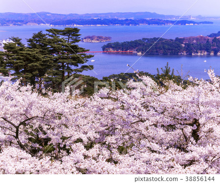 松島,櫻花公園的櫻花,西樹的背面 松島,櫻花公園的櫻花,西樹的背面 38856144