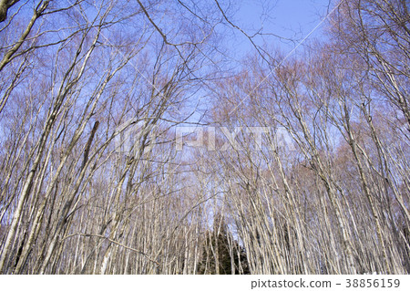  Beautiful forest 38856159