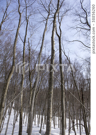 Beautiful forest Beautiful forest 38856260