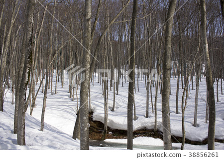 美麗的森林 美麗的森林 38856261