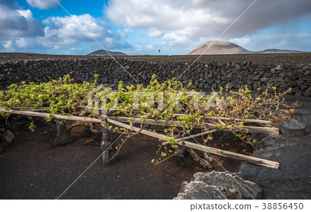 Vineyards in La Geria, Lanzarote, Canary Islands 38856450