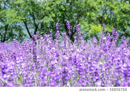 薰衣草花 薰衣草花 38856789