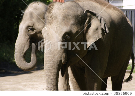 Statue Statue 38856909