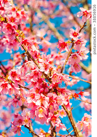 Sakura Sakura 38856916