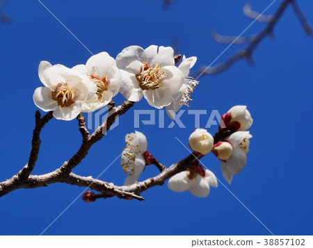 李子開花白色李子開花李子 38857102