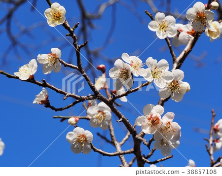 Plum blossom white plum blossom plum Plum blossom white plum blossom plum 38857108