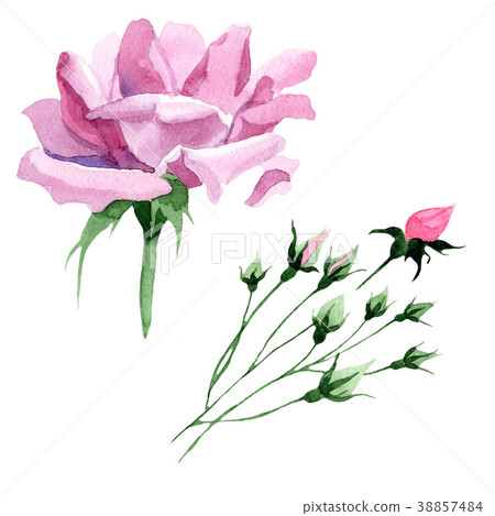 Wildflower pink tea rosa flower in a watercolor Wildflower pink tea rosa flower in a watercolor 38857484