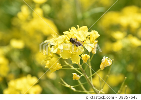 Rape blossoms and bees 38857645