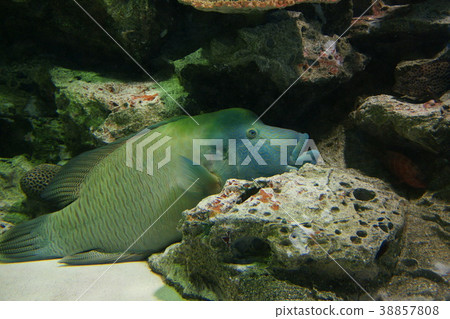 Napoleonic fish 38857808