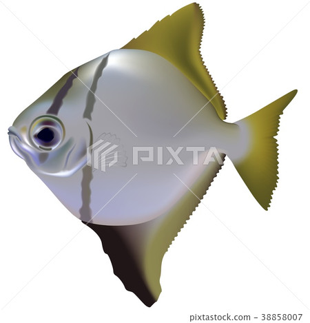 Aquarium Fish Aquarium Fish 38858007