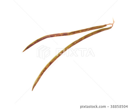 Seedpod of catalpa. 38858504