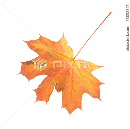 Maple leaf. Close up. Maple leaf. Close up. 38858505