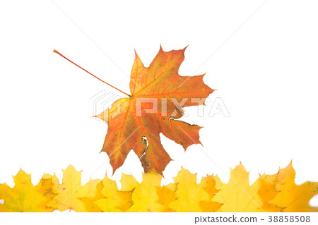 Maple leaves. Close up. 38858508