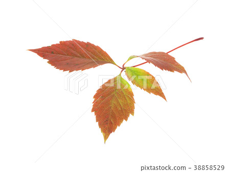 Twig of the wild grapes. 38858529