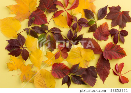 Background of autumn leaves. 38858551