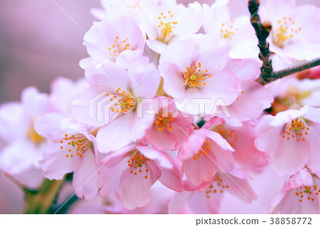 Cherry Blossoms   38858772