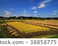 Rice reaping 38858775