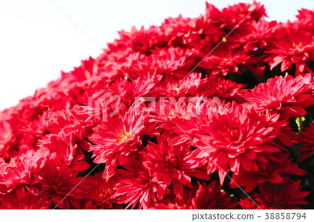 Landscape of dense chrysanthemum flowers and blue sky 38858794
