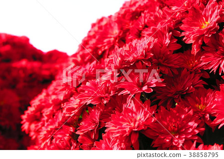 Landscape of dense chrysanthemum flowers and blue sky 38858795