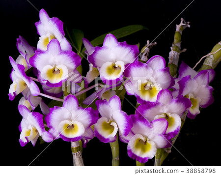 Photo of the orchid orchid Dendrobium hybrid species Photo of the orchid orchid Dendrobium hybrid species 38858798