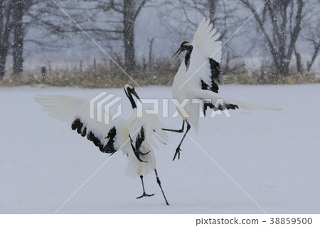 Tanzokuru dancing in the snowstorm 38859500