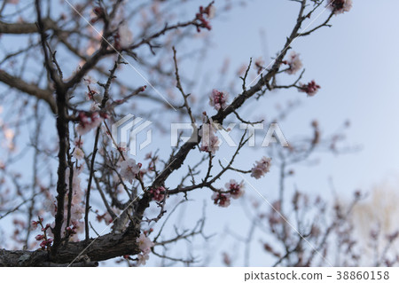 Plum nature spring Plum nature spring 38860158