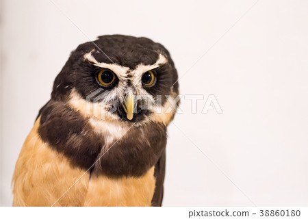 owl   38860180