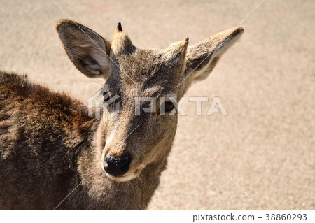 A deer A deer 38860293