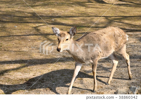 A deer A deer 38860342