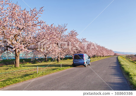 Sakurazuku Obuse Town Chikuma River Embankment 38860386