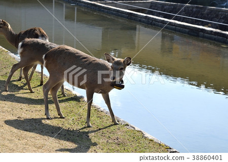 Deer in Nara Park Deer in Nara Park 38860401