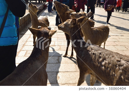 Deer in Nara Park Deer in Nara Park 38860404