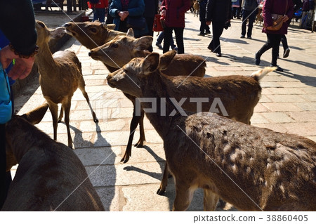 Deer in Nara Park 38860405