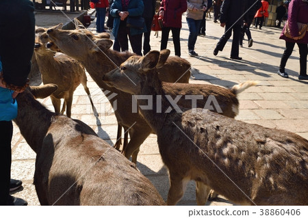 Deer in Nara Park Deer in Nara Park 38860406