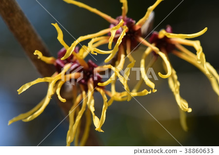 Early spring mansaku 38860633